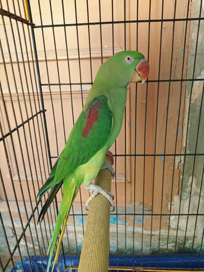 kashmiri Raw parrot
