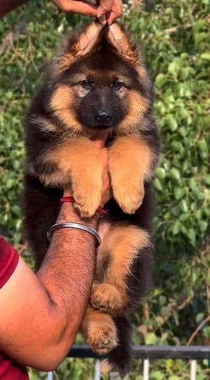 pink Pedigree German shepherd puppy \ gsd puppies \ long caot \ gsd
