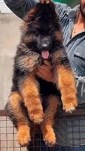 German shepherd puppy \ gsd puppies \ long caot \ gsd dog
