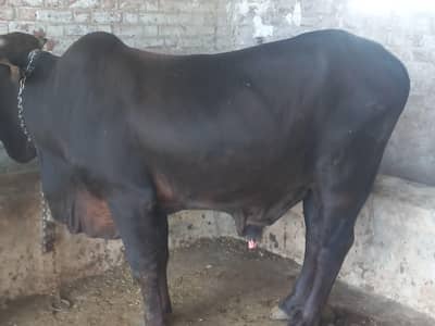 Qurbani k bulls  wachaقربانی کے لئے وچھے