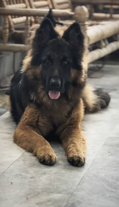 German shepherd triple coat