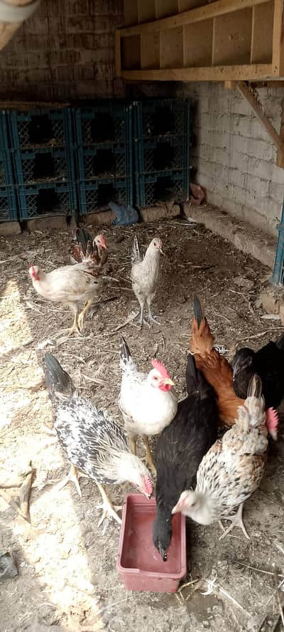 pure misri hens far sale ( home bred)