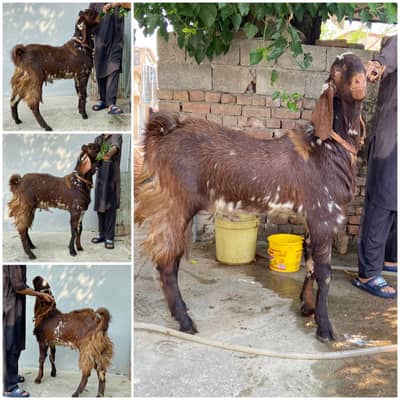 DO DANT DAWANDA QURBANI BAKRAY