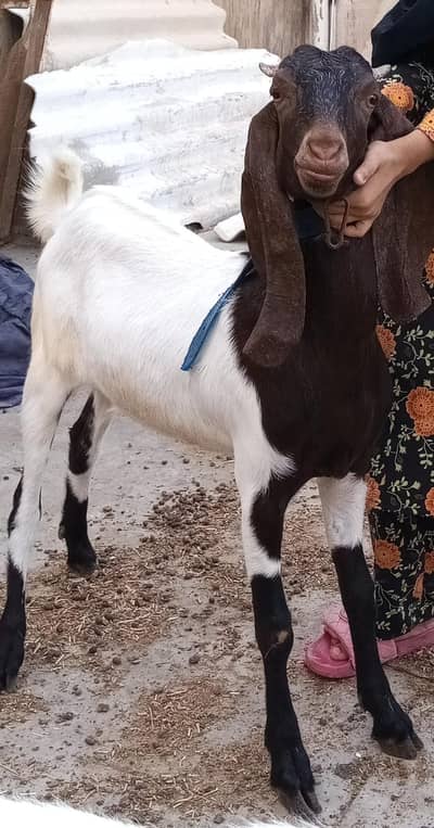 2 dant kassi bakre