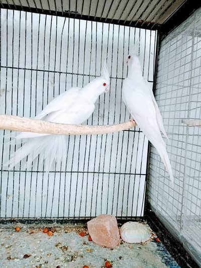 Eno Red eyes Pair