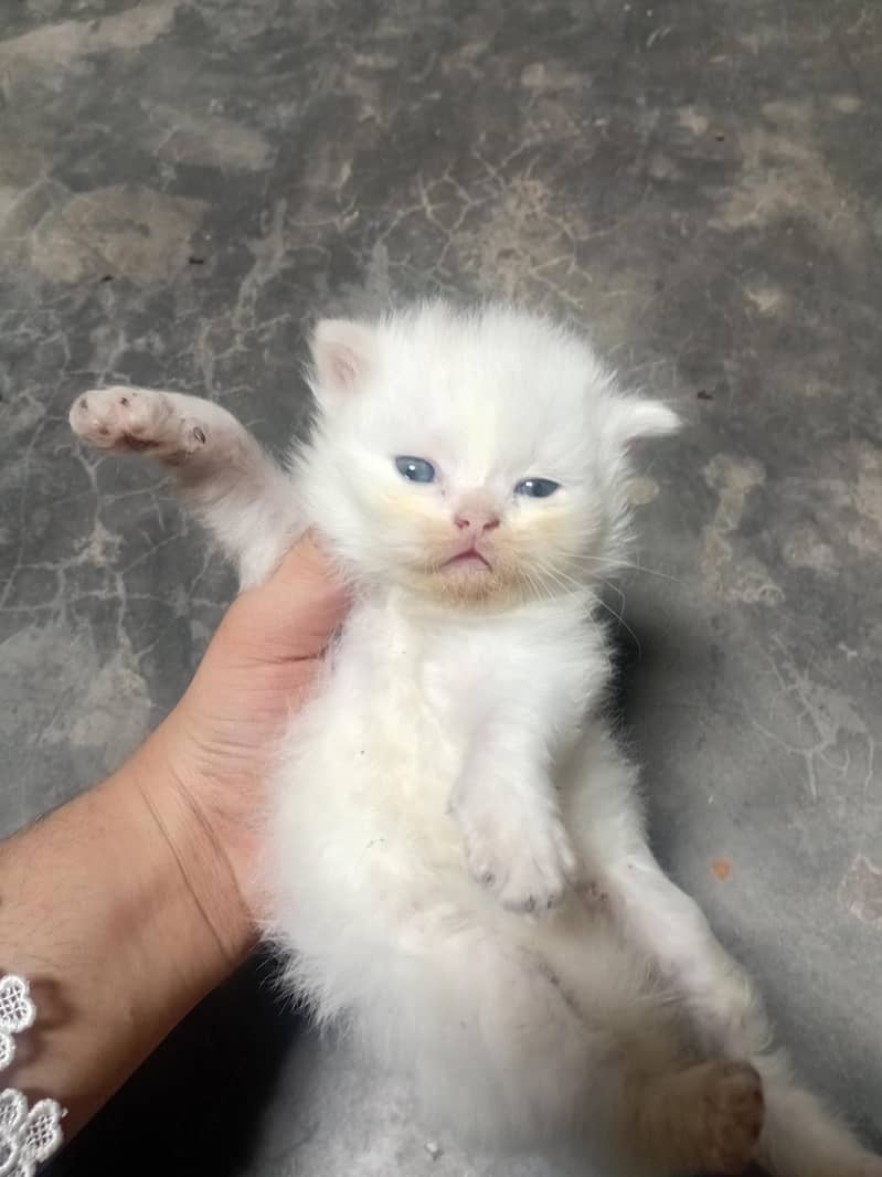 cat's 0