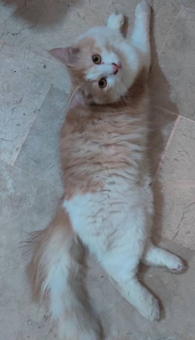 Persian kittens cats