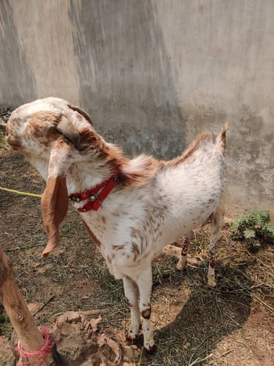 Bakra for sale