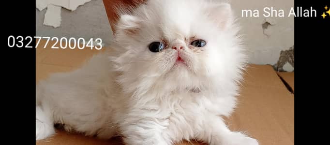 CFA bloodline pure peki face kittens  available