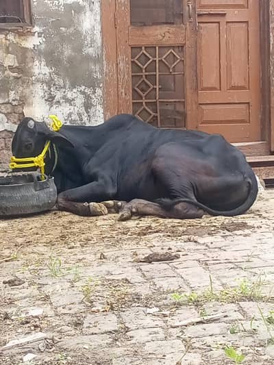 qurbani ka janwar for sell