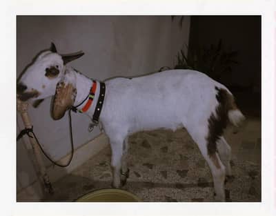 Bakra 2 dant