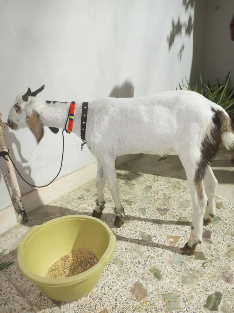Bakra 2 dant 2