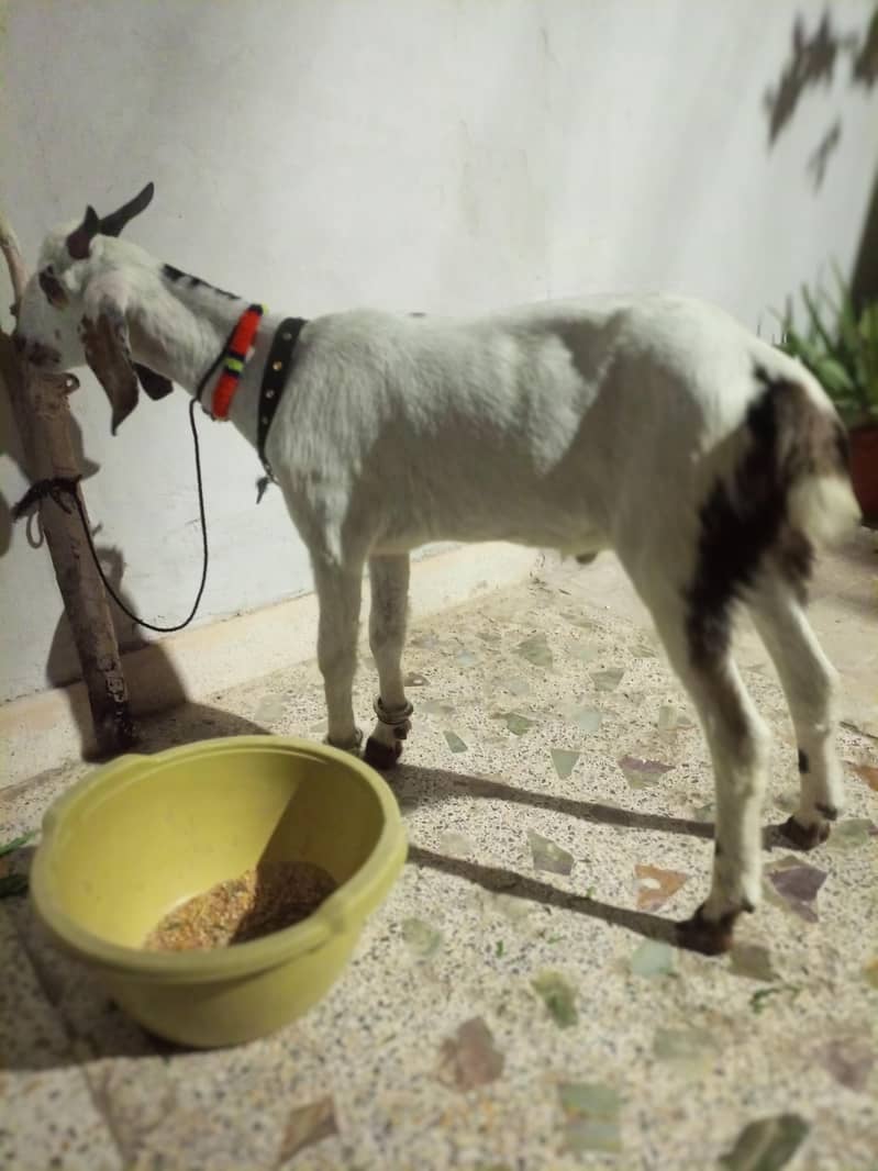 Bakra 2 dant 3