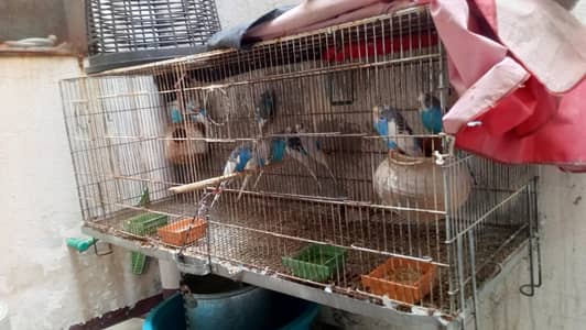 13 budgies with cage