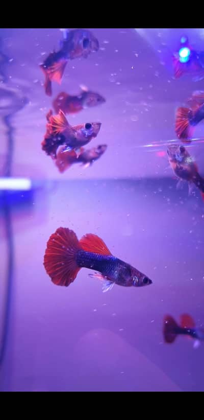 Red Rose Tail Guppy