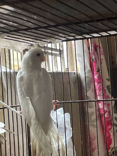 Cocktail breeder pair available