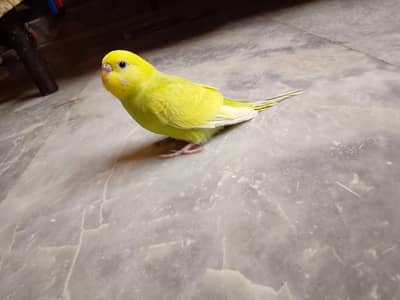 Cute budgie chicks  ( 3 Chicks Rs. 1200 )