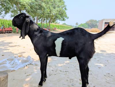 Bakraa For sale
