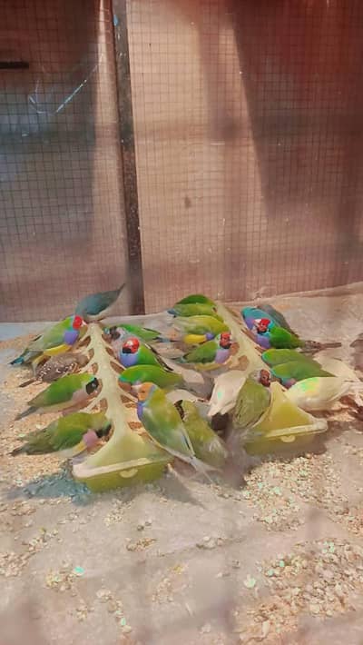 Gouldian finches blue split