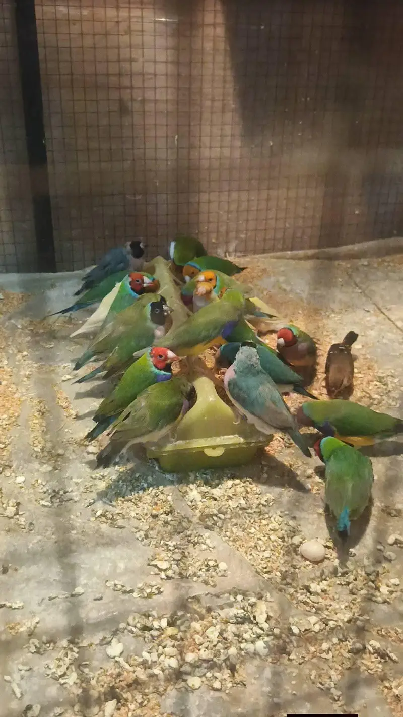 Gouldian finches blue split — photo 2