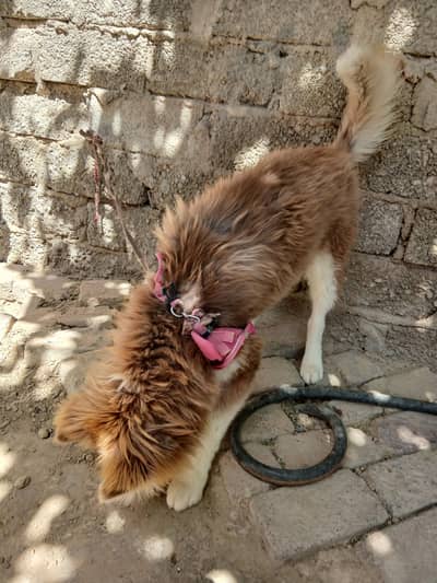 aski dog for sell