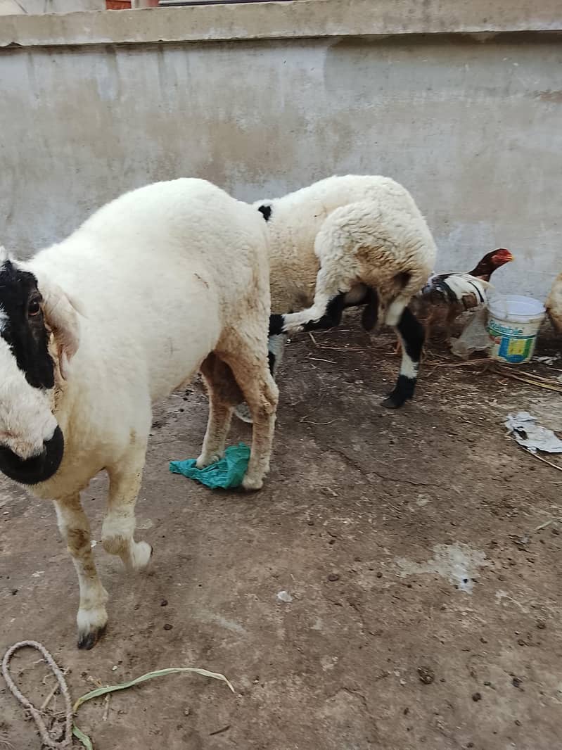 for sell 3