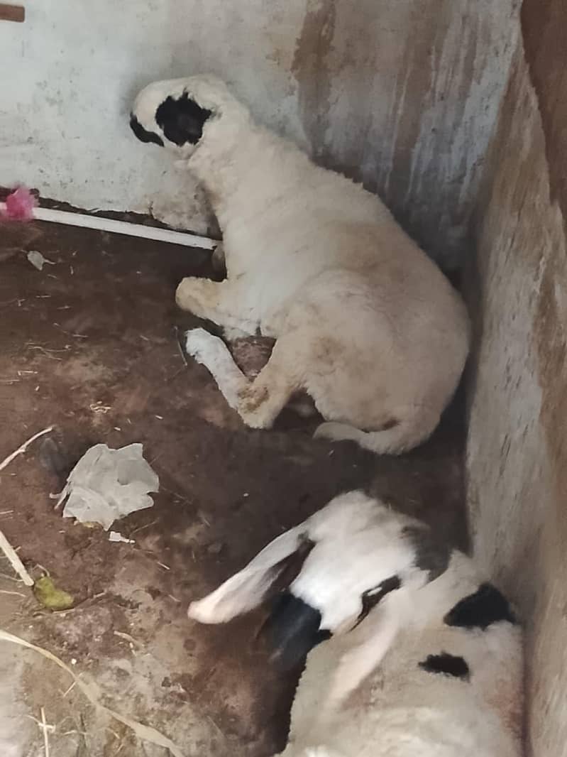 for sell 9
