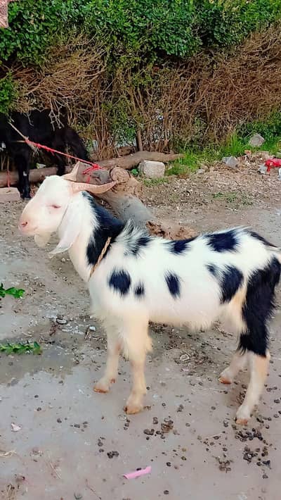 bakra for sale karna hai korbani ki