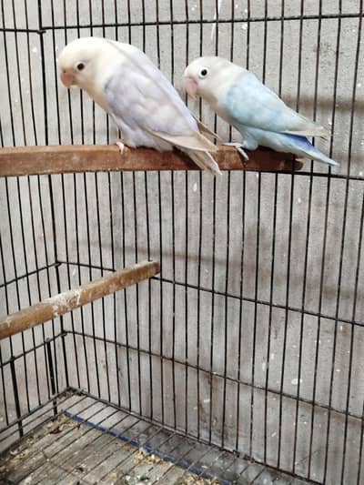 Lovebirds and Some Cages