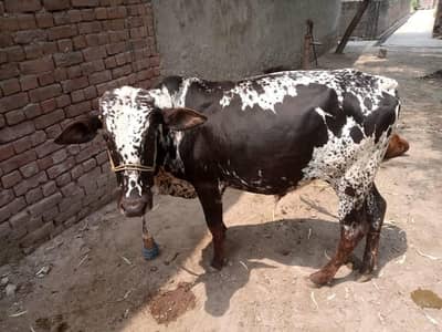 bail for sell