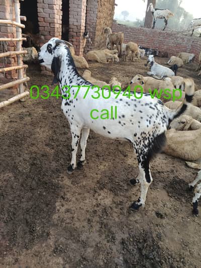 bakra qurbani MashAllah beautiful bakra & cahtry available