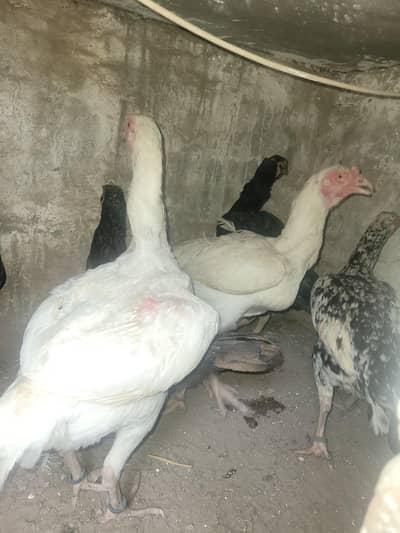 aseel hens