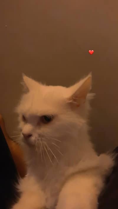 white cat