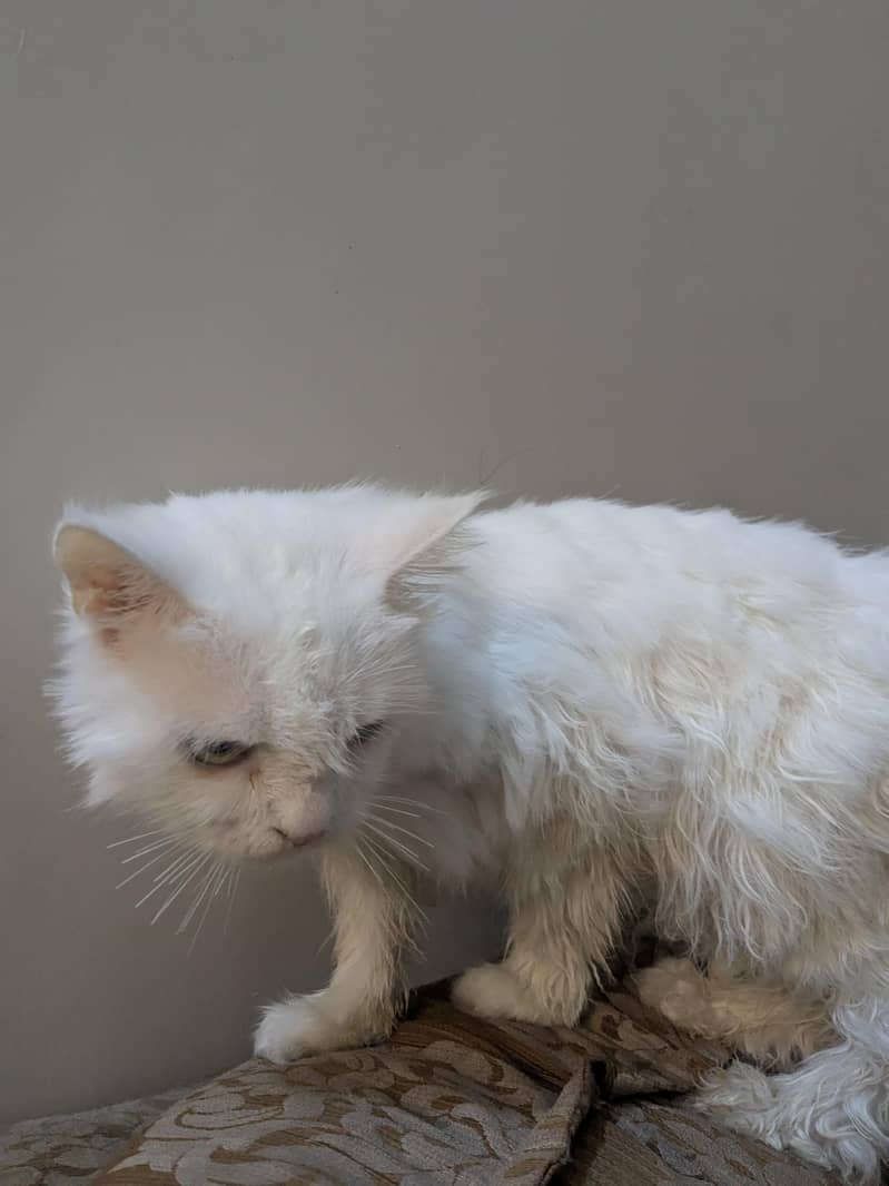 white cat 1