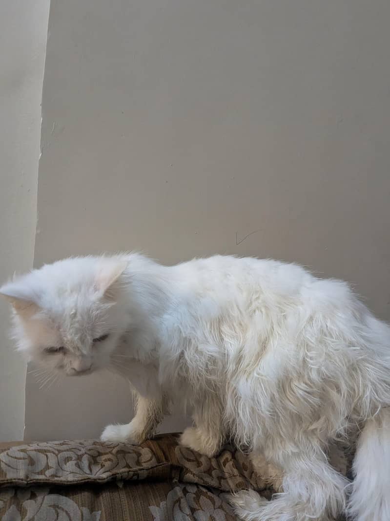 white cat 2