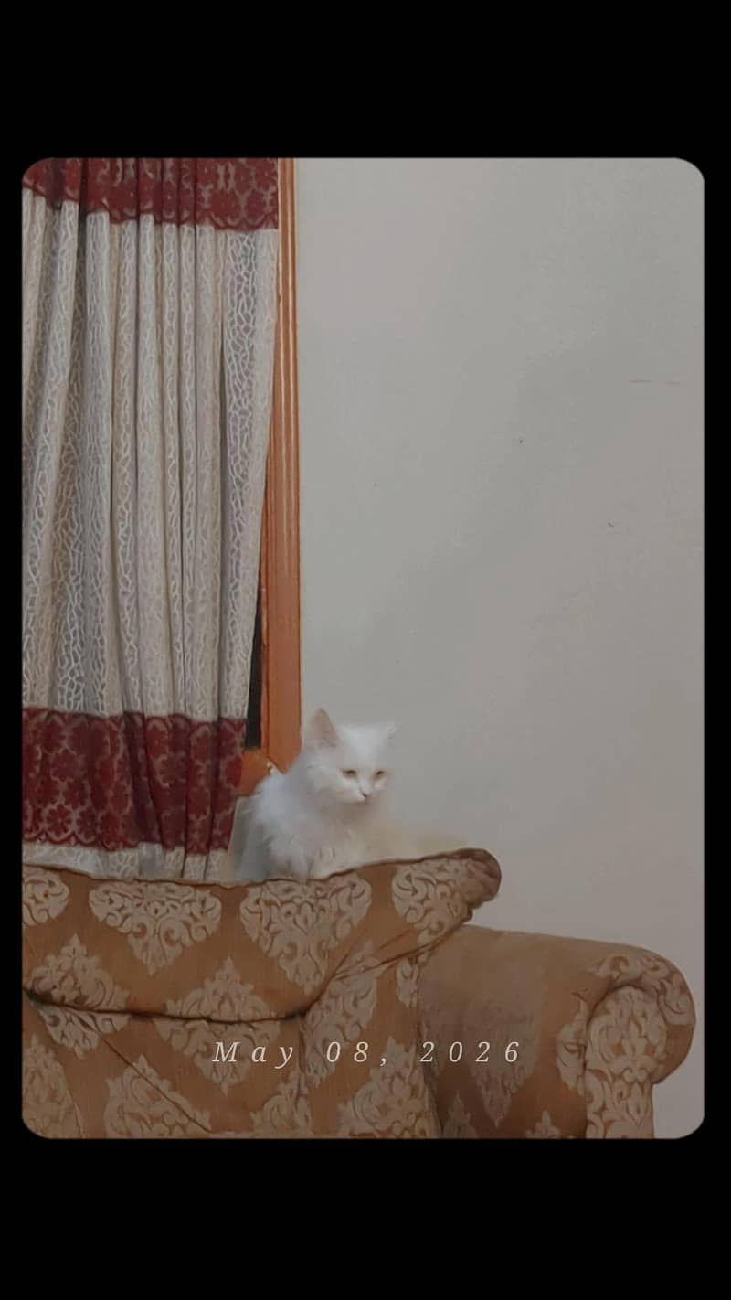white cat 3