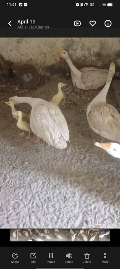 long neck duck egg lying