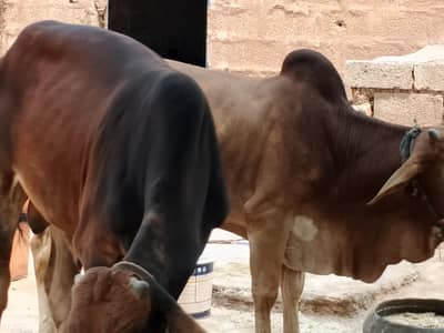 Sahiwal Bachry | Desi wachy | Bull | Qurbani 2026 | Bull For sale