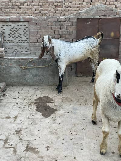 Qurbani ka leay backra dumba available ha or aseel murga or Murgi