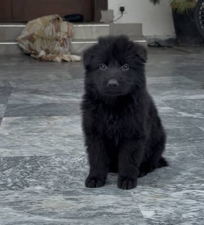 German shepherd/ GSD/Puppy/ Balck shepherd/Non pedigreed/ long coat