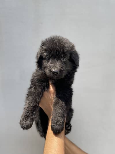 Black German shepherd Female