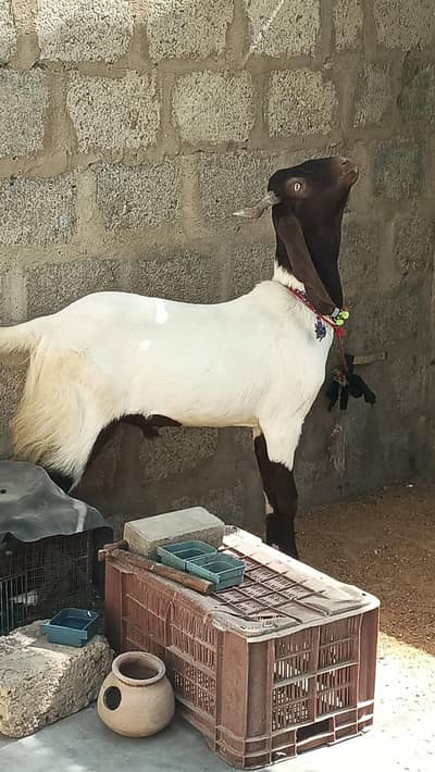 bakray for sale