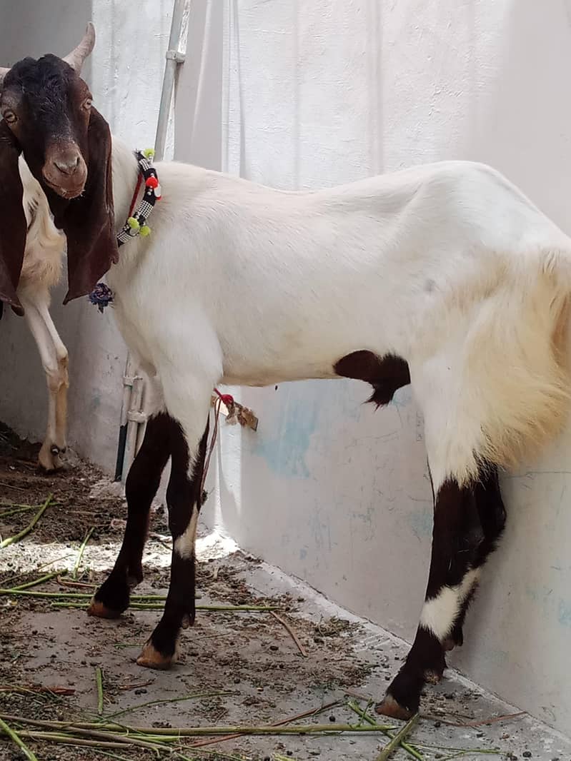 bakray for sale - Other Animals - 1114258081