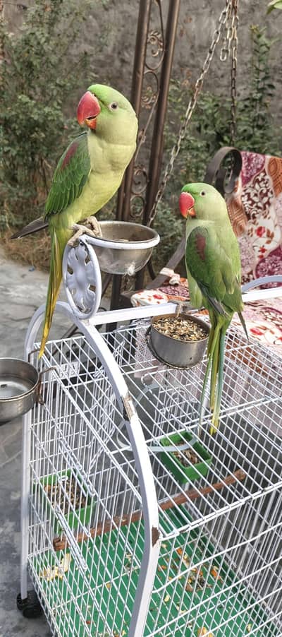 Hand tame talking raw pair with cage