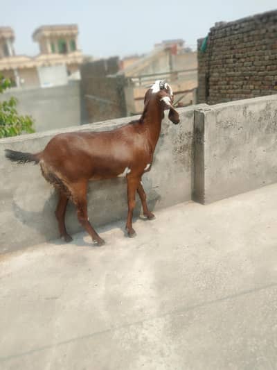 betal bakri