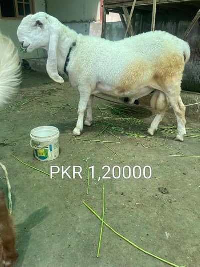 2 Daant bakri Sale