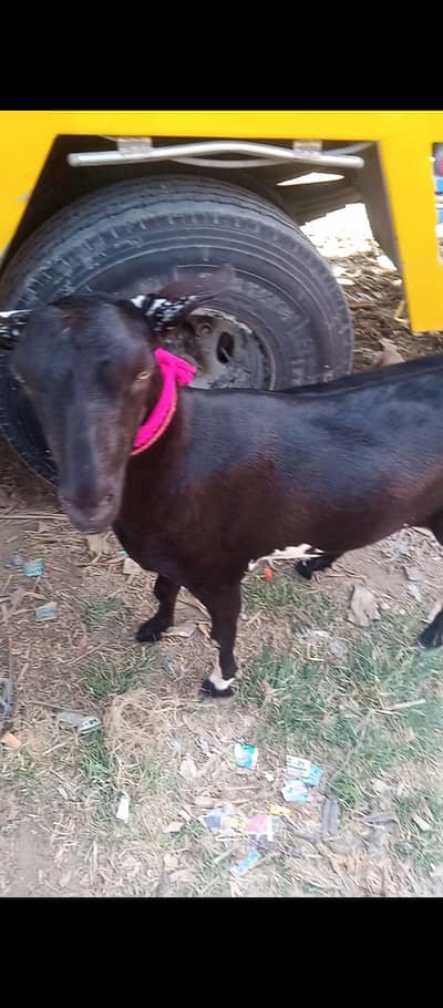 2 Dant khassi Heavy Bakra For Qurbani