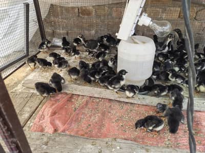 Australorp chicks - Black / Pure