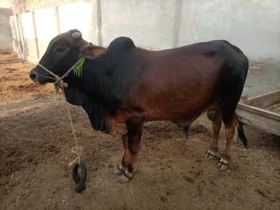Qubani Janwar for sale