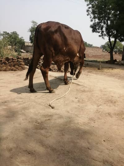 kheera wacha, sahiwal nasal agli QURBANI k liy, 03421217945 p call, wt